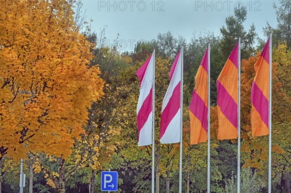 Autumn-colored maples (Acer), and colorful flags, Kempten, Swabia, Bavaria, Germany