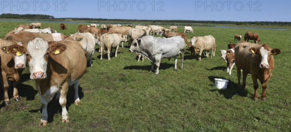 Cattle, on a pasture on the Prerower Strom on the Darß peninsula, Mecklenburg-Western Pomerania, Germany