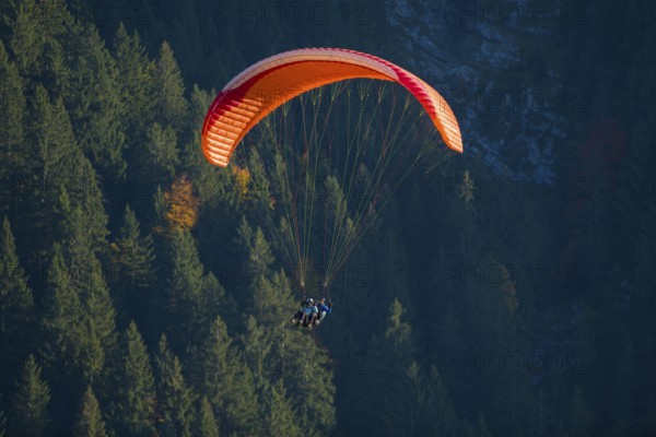 A paraglider flies over a thick, dark forest, Schwangau, Ostallgäu, Allgäu, Swabia, Bavaria, Germany