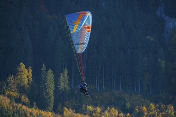 A paraglider flies over autumn-colored tree peaks, Schwangau, Ostallgäu, Allgäu, Swabia, Bavaria, Germany
