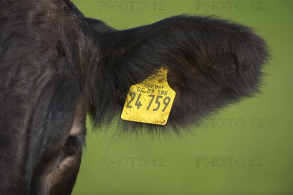 Close-up of cow with ear tag against green background, Schwangau, Ostallgäu, Allgäu, Swabia, Bavaria, Germany