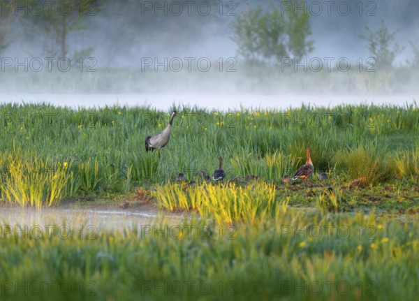 Crane (Grus grus) stands in a wetland, wet meadow with swamp iris (Iris pseudacorus), blooming, morning fog, clouds of fog, Lower Saxony, Germany