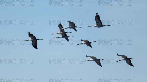 Crane (Grus grus), cranes in flight, blue sky, Lower Saxony, Germany