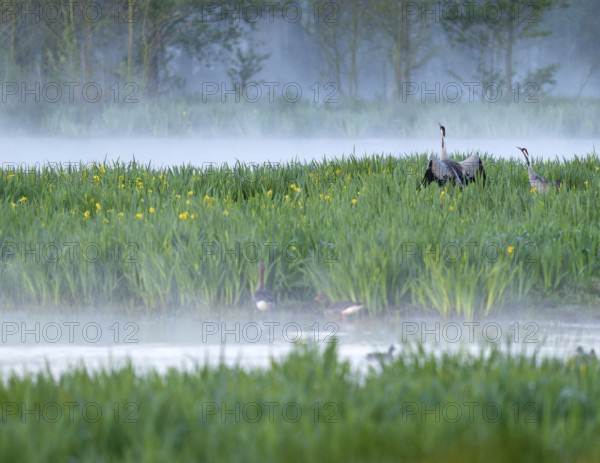 Crane (Grus grus), cranes courting in a wetland, wet meadow with swamp iris (Iris pseudacorus), blooming, morning fog, clouds of fog, Lower Saxony, Germany