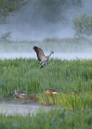 Crane (Grus grus), cranes near the copula, mating, in a wetland, wet meadow with marsh iris (Iris pseudacorus), blooming, morning fog, clouds of fog, Lower Saxony, Germany