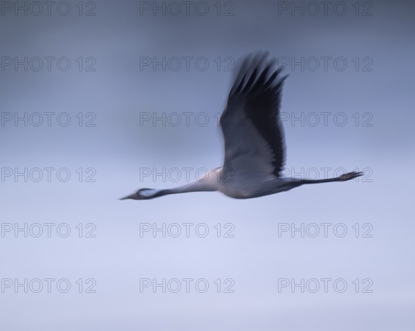 Crane (Grus grus) flying in morning light, motion blur, long exposure, puller, wiping effect, Lower Saxony, Germany
