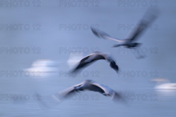 Crane (Grus grus) three cranes flying over a lake in morning light, motion blur, long exposure, moving, mopping effect, Lower Saxony, Germany
