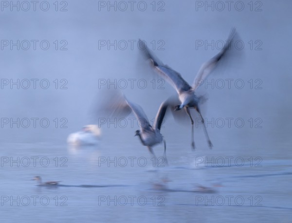 Crane (Grus grus), two cranes flying over a shallow water zone of a lake in morning light, motion blur, long exposure, moving, mopping effect, Lower Saxony, Germany
