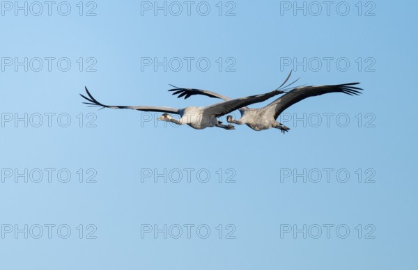 Crane (Grus grus), two cranes in flight, blue sky, Lower Saxony, Germany