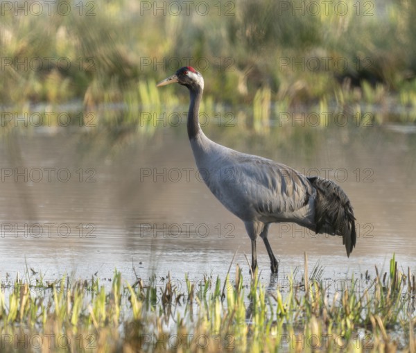 Crane (Grus grus) stands in the shallow water zone of a wetland, Lower Saxony, Germany