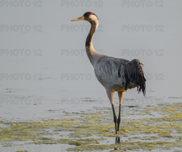 Crane (Grus grus) standing in the shallow water zone of a lake, warm morning light, Lower Saxony, Germany