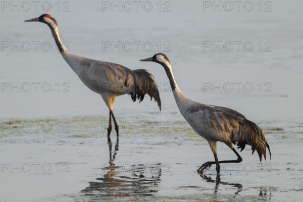 Crane (Grus grus) two cranes run in the shallow water zone of a lake, warm morning light, Lower Saxony, Germany