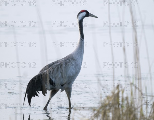 Crane (Grus grus) stands in the shallow water zone of a lake, Lower Saxony, Germany
