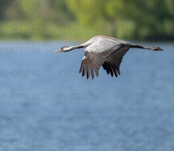 Crane (Grus grus) flying over a lake, blue water, green forest, Lower Saxony, Germany