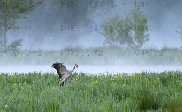 Crane (Grus grus), cranes near the copula, mating, in a wetland, wet meadow with marsh iris (Iris pseudacorus), blooming, morning fog, clouds of fog, Lower Saxony, Germany