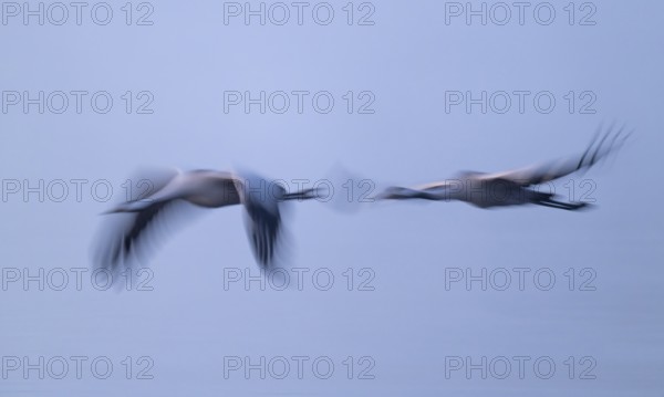 Crane (Grus grus), two cranes flying in morning light, motion blur, long exposure, moving, mopping effect, Lower Saxony, Germany