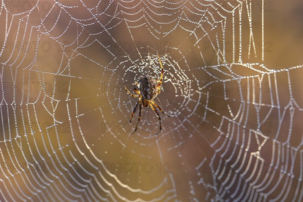 Macro shot of a cross spider in the golden morning light of the blooming Lüneburger Heide