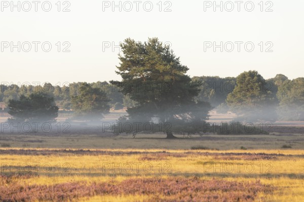 Golden sunbeams over the blooming Lüneburger Heide near Niederhaverbeck