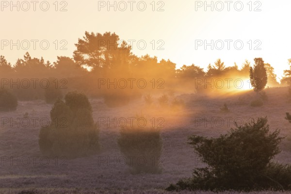 Golden light, sunbeams over the blooming Lüneburger Heide near Niederhaverbeck