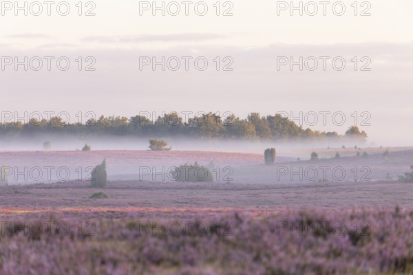Enchanting fog, morning atmosphere in the blooming Lüneburger Heide near Niederhaverbeck