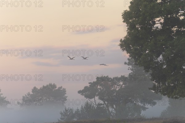 Cranes in morning fog over the blooming Lüneburger Heide near Niederhaverbeck