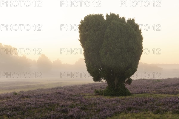 Enchanting morning atmosphere in August with fog in the blooming Lüneburger Heide near Niederhaverbeck