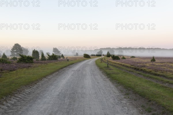 Enchanting morning atmosphere in August with fog in the blooming Lüneburger Heide near Niederhaverbeck. The way to Preising Heide