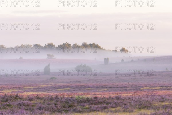 Enchanting fog - morning atmosphere in the blooming Lüneburger Heide near Niederhaverbeck
