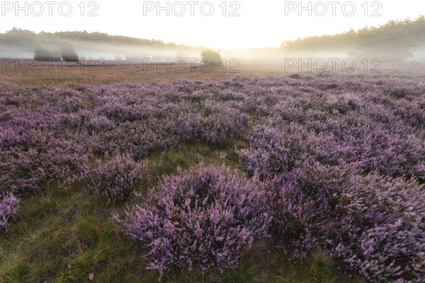 Enchanting morning atmosphere in August with fog in the blooming Lüneburger Heide near Niederhaverbeck. Wacholderheide at sunrise