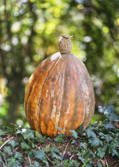 A large orange pumpkin stands on ivy in the forest surrounded by autumn leaves and sunlight, pumpkin