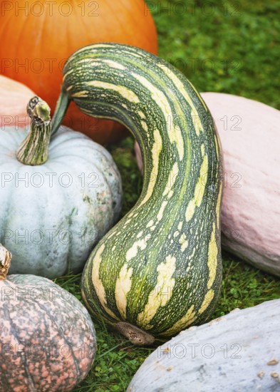 Naples long squash (Cucurbita moschata) in an outdoor pumpkin arrangement. Its long, curved body and striped green skin contrast beautifully with the bright orange and gray fruits