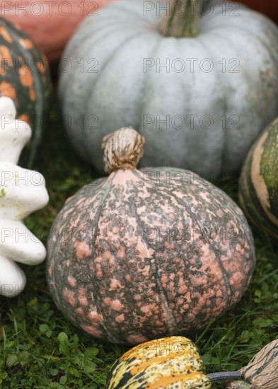 Beautifully patterned winter squash (Cucurbita maxima) with a mix of muted green and salmon-pink spots on the smooth skin. Distinctive old variety of traditional pumpkin shapes