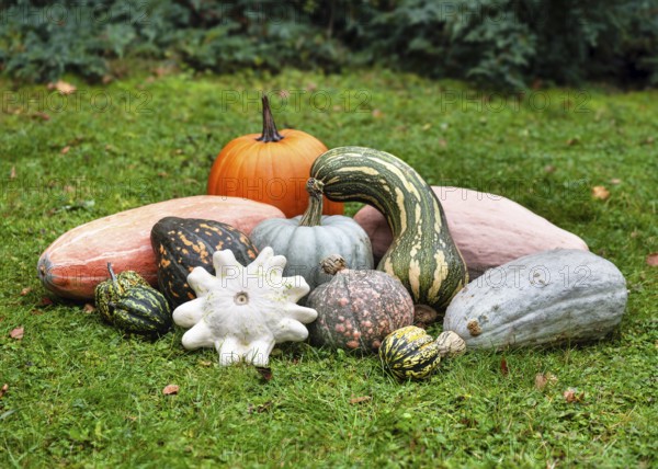 Colourful selection of pumpkins and pumpkin plants (Cucurbita spp.) arranged in various shapes, textures and sizes on green grass. Gardening and harvesting concept