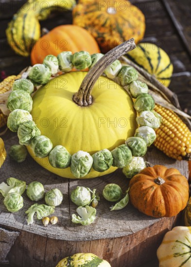 Rustic autumn still life with pumpkins, corn and a garland of Brussels sprouts adorning a yellow pumpkin. Harvest or Thanksgiving concept