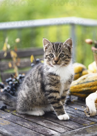 Curious tabby kitten with white paws sits on a rustic wooden table, surrounded by autumn decorations and colorful pumpkins with soft lighting and a green background. (Felis catus)