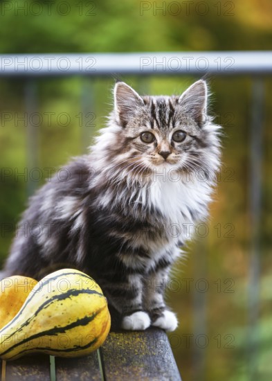 Fluffy gray white kitten sits on a wooden table next to two colorful ornamental pumpkins with soft autumn light and blurred background. (Felis catus)