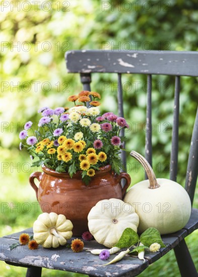 Colourful chrysanthemum flowers in a terracotta pot paired with white pumpkins on a weathered chair. Gorgeous rustic scene that captures the warmth of fall