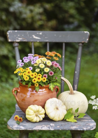 On a rustic chair is a pot of bright chrysanthemum flowers and white pumpkins, which create a warm and inviting fall decoration with a rural flair. Garden still life