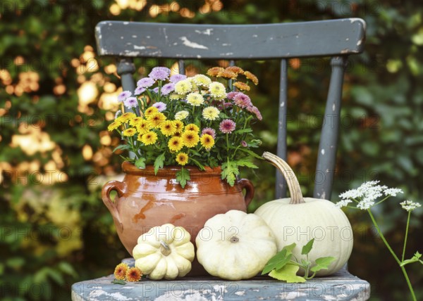 Rustic herb decoration with colorful chrysanthemum (chrysanthemum) flowers in a clay pot and white ornamental pumpkins on an old chair. Still life with rural charm
