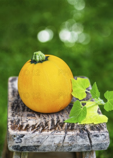 Yellow, round zucchini (Cucurbita pepo) on a weathered wooden stool with fresh green leaves. Rustic still life, natural beauty, organic produce and garden concept