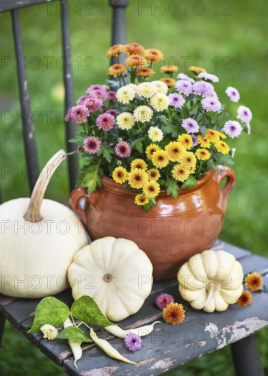 Chrysanthemum flowers in rich colors in a clay pot surrounded by white pumpkins on an old wooden chair. Simple yet charming fall arrangement. Garden still life