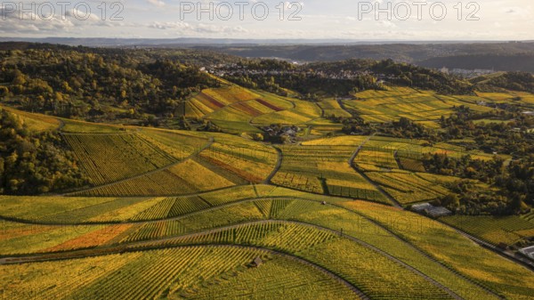 Golden sunset over the glowing autumnal vineyards on the Kappelberg between Fellbach and Stuttgart