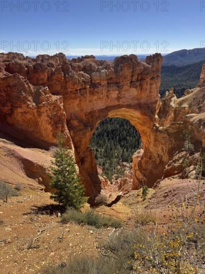 Close-up of an impressive natural rock arch in the Red Canyon, Bryce Canyon National Park is located in southwestern Utah in the United States, reddish natural rock arch with a view of forests in the background, Tropic, Utah, USA