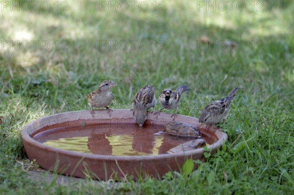 House sparrow (Passer domesticus), four, female, male, water, drink, cute, 4 sparrows sitting side by side on the edge of a water trough
