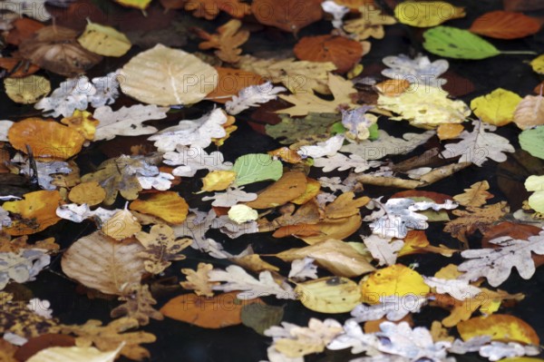Autumn, leaves, colorful, water surface, yellow, brown, green, Many different autumn leaves float in a stream on the surface of the water