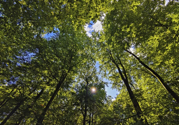 Forest landscape with view of treetops in backlight, Sonnenberg municipality, Oberhavel district, Brandenburg, Germany