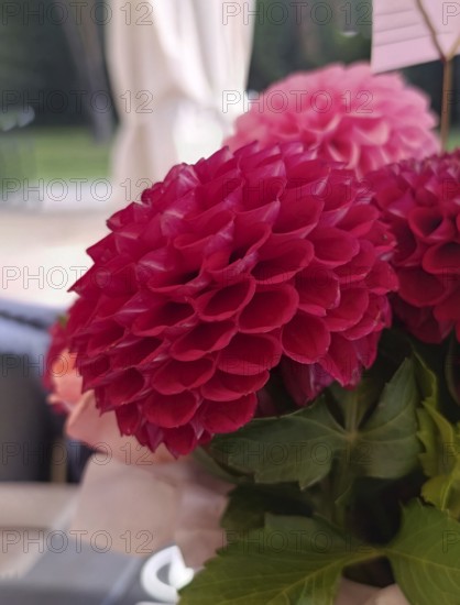 One red dahlia close up