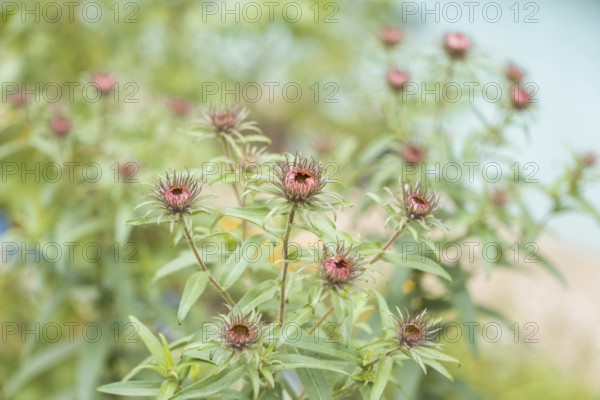 Aster amellus garden plant growing in the garden, late autumn flowers