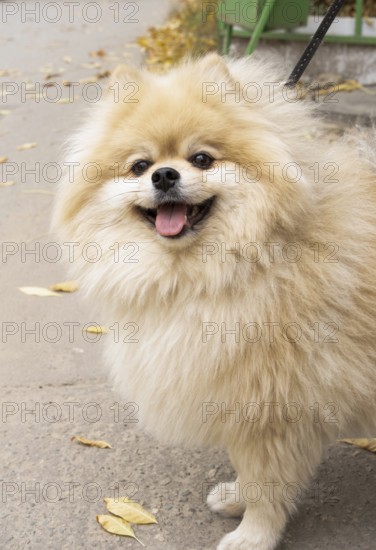A happy Pomeranian on a walk