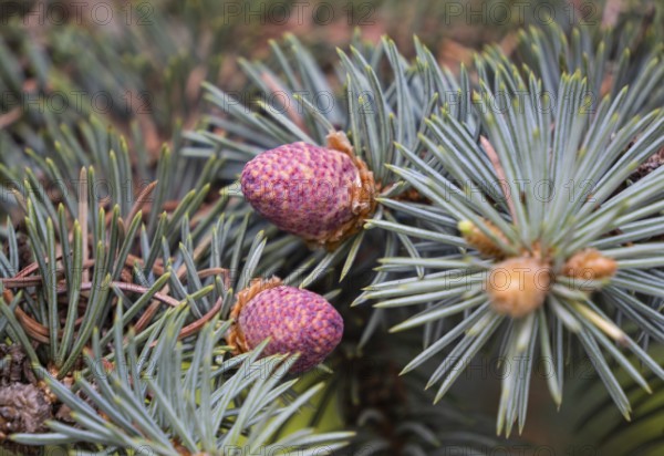 Young shoots of blue spruce, close-up, flowering period in the taiga